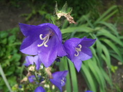 ����� Motorola Milestone XT720: ������ Android-���������