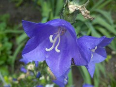 ����� Motorola Milestone XT720: ������ Android-���������