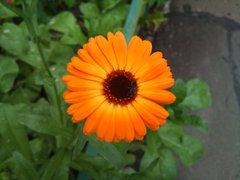 ����� Motorola Milestone XT720: ������ Android-���������