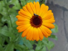 ����� Motorola Milestone XT720: ������ Android-���������