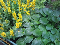 ����� Motorola Milestone XT720: ������ Android-���������