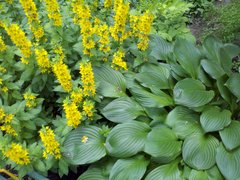 ����� Motorola Milestone XT720: ������ Android-���������