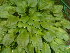 ����� Acer Stream. ����� ��������� ������� Android 