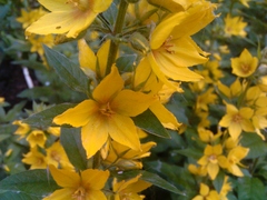 ����� Acer Stream. ����� ��������� ������� Android 