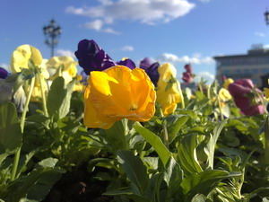 ���������� � ������ SonyEricsson Vivaz