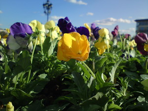 ���������� � ������ SonyEricsson Vivaz