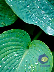 ��������� Nokia C5