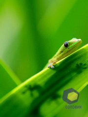 ��������� Nokia C5