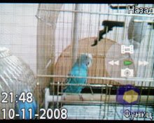 ��������� SonyEricsson W302