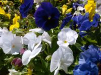 ���������� � ������ SonyEricsson T650i