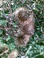 ���������� � ������ Nokia 7500_Prism