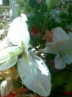 ���������� � ������ Nokia 7500_Prism