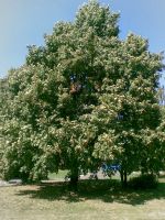 ���������� � ������ Nokia 7500_Prism