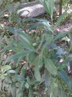 ���������� � ������ Nokia 7500_Prism