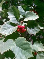 ���������� � ������ Nokia 7500_Prism