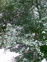 ���������� � ������ Nokia 7500_Prism