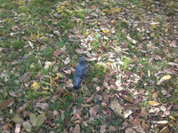 ����� Nokia C7. ������ ���������� � Nokia ��� �� ����