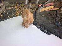 ����� Nokia C7. ������ ���������� � Nokia ��� �� ����