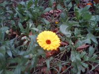 ����� Sony Ericsson Xperia X8. ����� ��������� Android 