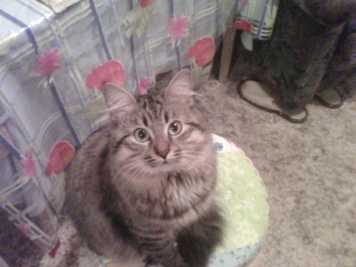 ������� ���� � Fly Q200