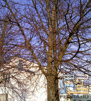 DX900-photo-01s