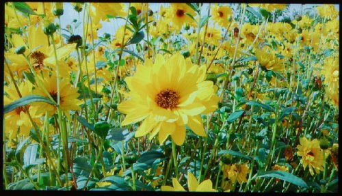 ����� Sony Ericsson Arc