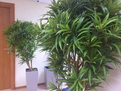 ������ ����� Sony Ericsson Xperia arc: ������������ ��������