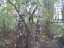 Sony Ericsson K800i ������ Nokia N93