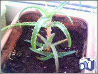 �������� � ��������