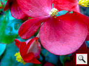 Asus P525: ����, ��������� ���������� �������