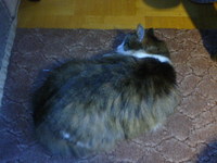 ������� ����