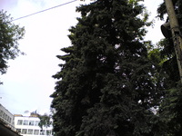 ���� ������