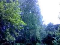 ���� �������� �������� Nokia N70