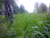 ���� �������� �������� Nokia N70