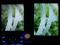 ���� Nokia N71